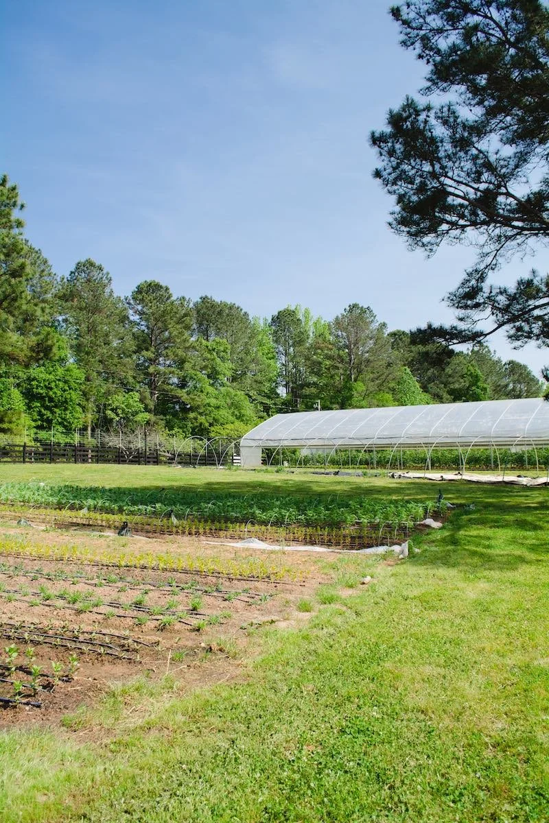 Growing beds and a greenhouse beneath tall trees at Serenbe Farms.