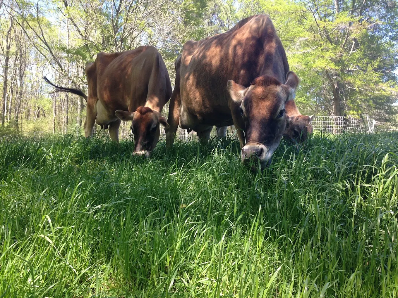 Two brown cows grazing in a sunlit pasture at Woodsong Farm.